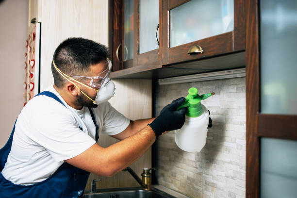 Best Wasp Removal Services  in Bedford Heights, OH