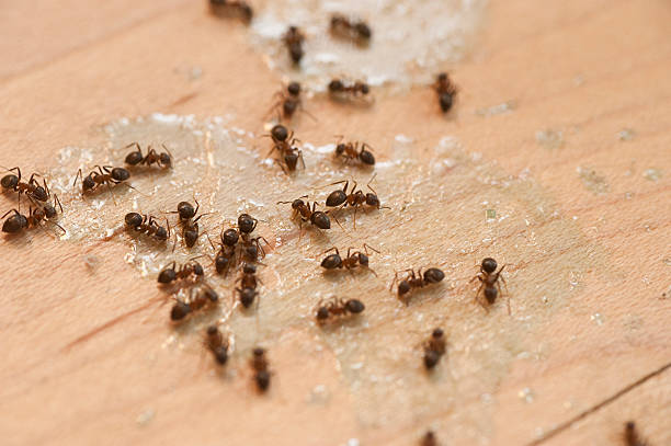 Best Pest Prevention Services  in Bedford Heights, OH
