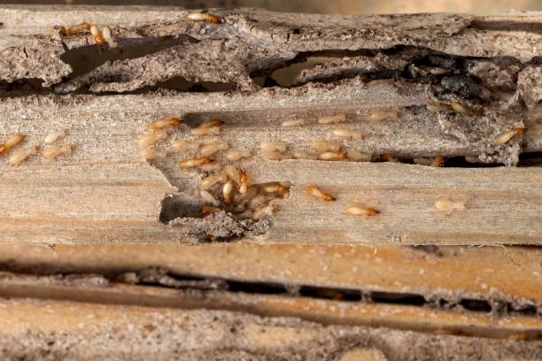 Best Mosquito Control Services  in Bedford Heights, OH